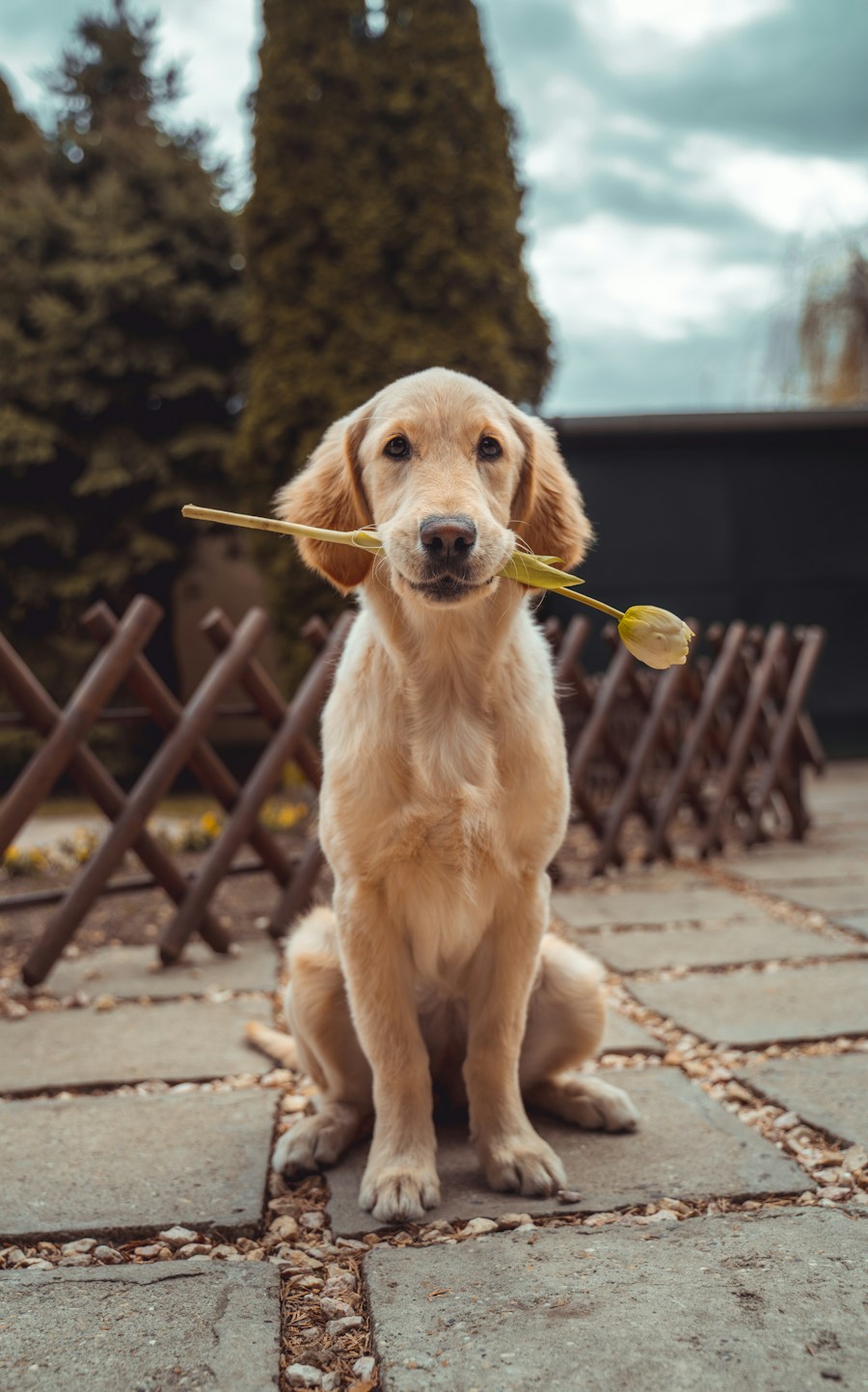 Cão golden retriever em ambiente doméstico