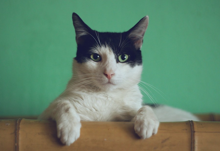 Gato em ambiente doméstico